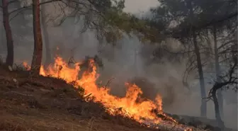 Tokat'ta Orman Yangını