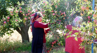 Elma İşçisi Kadınların Zorlu Mesaisi