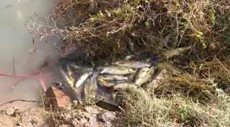 Nevşehir'deki Balık Ölümleri, Suda Oksijen Azlığından