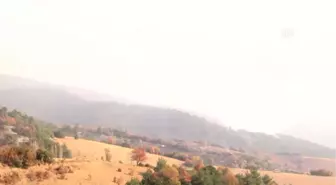 Orman Yangını