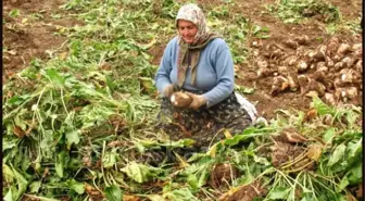 Pancar Üreticisinin Yüzü Gülüyor