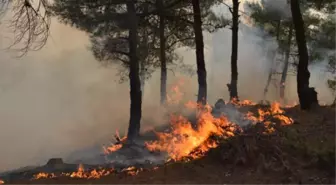 Tokat'ta Orman Yangını (2)