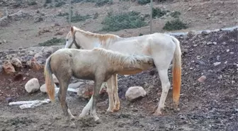 Anne At ile Yaralı Yavrusunun Kavuşma Anı Duygulandırdı