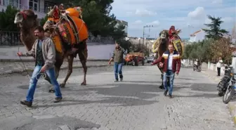 Güreş Develeri Sahaya İndi