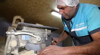 Hayvan Barınağında Her Kediye Özel Ev