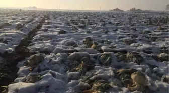 Patnos'ta Kar Yağışının Erken Başlaması Ahana ve Şeker Pancarı Ekicilerini Zor Durumda Bıraktı