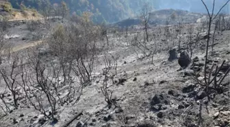 Tokat'ta 90 Hektar Ormanlık Alan Kül Oldu