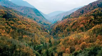 Batı Karadeniz Ormanlarında Görsel Şölen