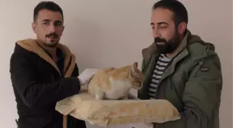 Yolda Bulduğu Ayağı Kırık Kediyi Veterinere Götürdü