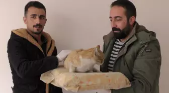 Yolda Bulduğu Ayağı Kırık Kediyi Veterinere Götürdü