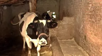 Aksaray'da İneğin Teptiği Kişi Öldü