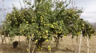 Ayva Ağaçları Meyvelerini Taşıyamıyor