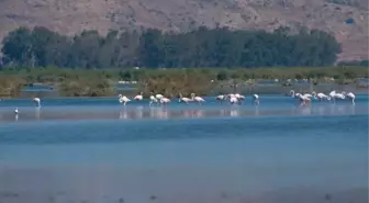 Genç Gözlemciler Bafa Gölü'ndeki Kuşları Fotoğrafladı