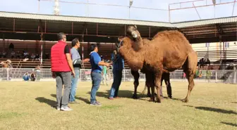 Kumluca'da Develer Güreş Antrenmanına Çıktı