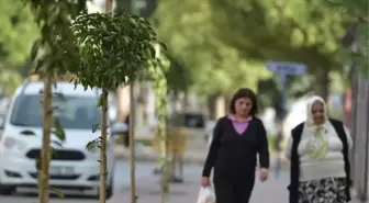 Bayındır Mahallesi'ne 142 Turunç Fidanı
