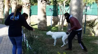 Yangından Kurtarılan Köpek Mutluluk Yaşattı