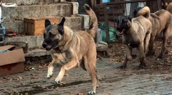 Dünya Şampiyonları Küçükçekmece'de