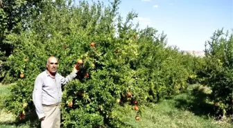 Kahta İlçesinde Nar Üreticileri Dertli