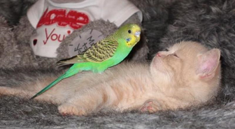 Kuşadası'nda Kedi ile Muhabbet Kuşunun İmrendiren Dostluğu