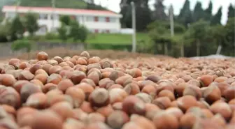 Fındıkta Yıllardan Beri Marka Oluşturamadık'