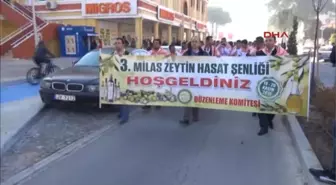 Milas Zeytin Hasat Şenliği Başladı