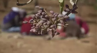 Yöreni Yeşil Altınının Her Yönüyle Ele Alındığı Katalog Hazırlanıyor