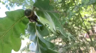 Meşe Balı Antioksidan Deposu