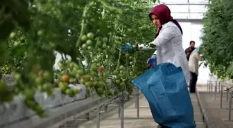 25 Günde Domates Yetiştirdiler