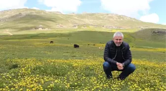 Ordu'da 'Yeşil Yol' Çalışmalarına Devam