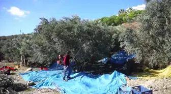 Sinek' Zeytin Üreticisini Üzdü