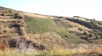 Ganos Dağı Eteklerinde Ada Çayı Hasat Mesaisi