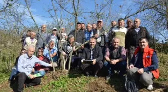 Fındık Yetiştiriciliğinde Budama Elemanı Benim Projesi