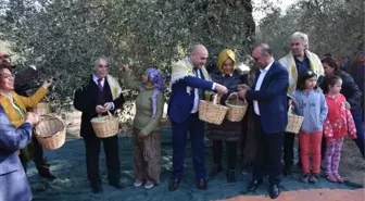 Asırlık Ağaçlardan Zeytin Topladılar