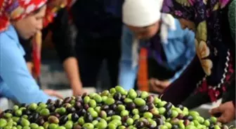 Bayramiç'te Zeytin Hasadı