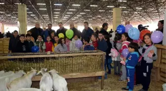 Mehterli, Kılıç Kalkanlı Mezatlı Koyun Keçi Festivali