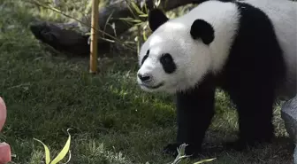 Panda Yavrusu Hayvanat Bahçesinde Ameliyat Edildi