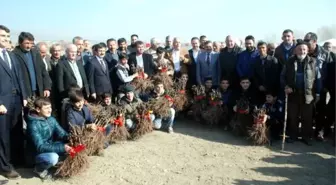 Turhal'da 'Bağcılığı Geliştirme' Projesi