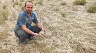 Anamurlu Üretici Kuraklıktan Buğday Ekemedi