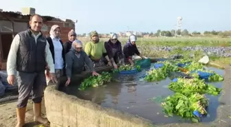 Burhaniye' de Kışlık Sebzeler Kadınlara İş Oldu