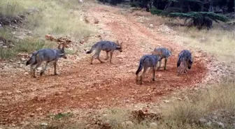 Batı Toroslar'da 2 Yılda 8 Kurt Yavrusu Dünyaya Geldi