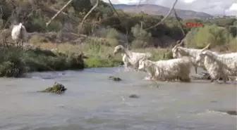 Ankara Keçisi Oğlağı' AB Yolunda