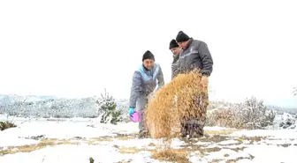 Çorum Belediyesi Kuşlar İçin Doğaya Yem Bırakıyor