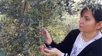 Zeytin Üreticisini 'Yağmur Korkusu' Sardı