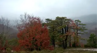 Kazdağları'ndaki Ormanlarda Korkutan Hastalık! Ağaçlar Kuruyor