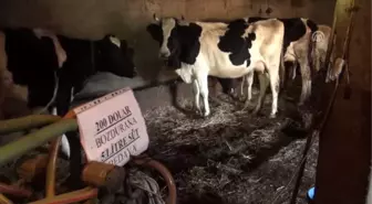 200 Dolar Bozdurana 5 Litre Süt Hediye'