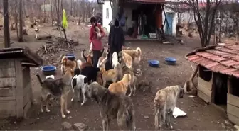 Bahçesinde 100'e Yakın Sokak Köpeğine Bakıyor