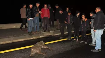 Aracın Çarptığı Kurt Telef Oldu