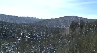 Yaban Hayvanları Için Doğaya Yem Bırakıldı