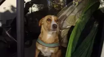 3 Gündür Minibüste Kalan Köpek Polis ve İtfaiyeyi Alarma Geçirdi