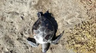 Çanakkale'de Ölü Caretta Caretta Sahile Vurdu